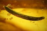 Detailed Fossil Millipede (Diplopoda) and Leaf in Baltic Amber #139060-1